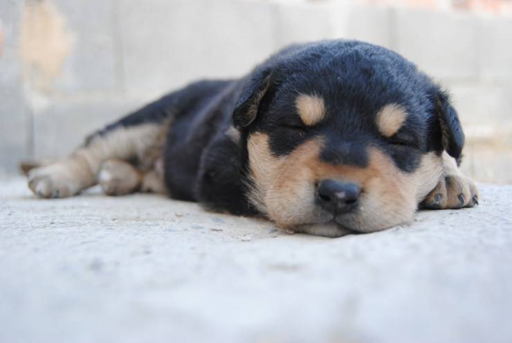 El cachorro llora mientras duerme