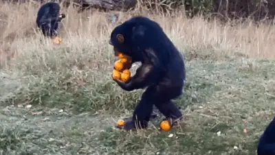 mono