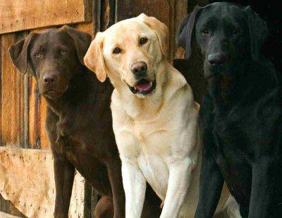 abrigo de perro de longevidad