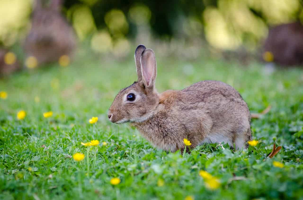patas de conejo
