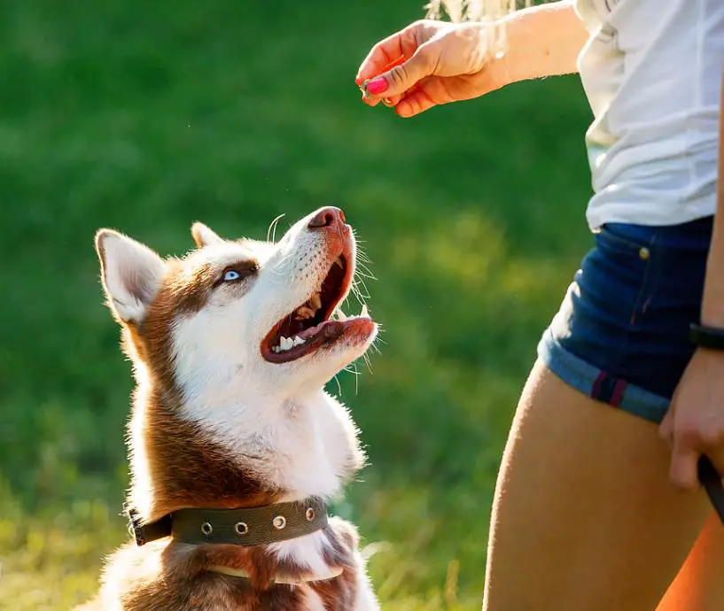 Un perro esperando comida.