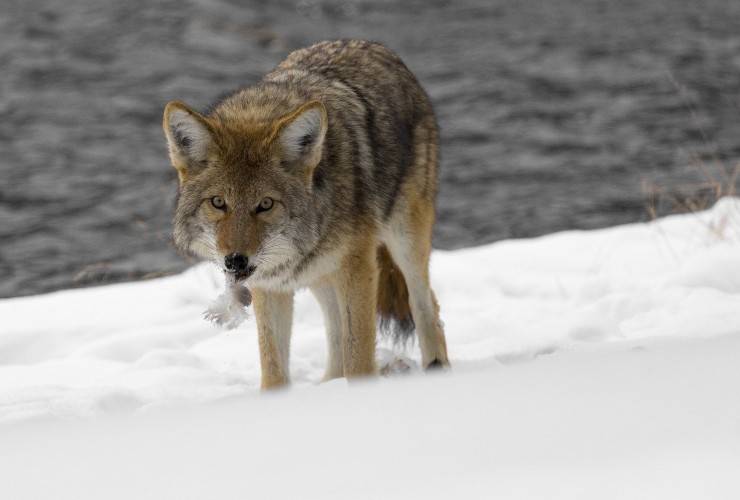 coyote