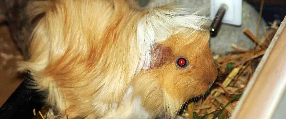 El cuidado del pelaje del conejillo de indias de pelo