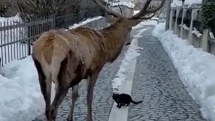 Video de nieve de ciervo gato
