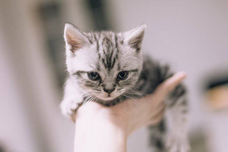 Instrucciones para los padres de un gato