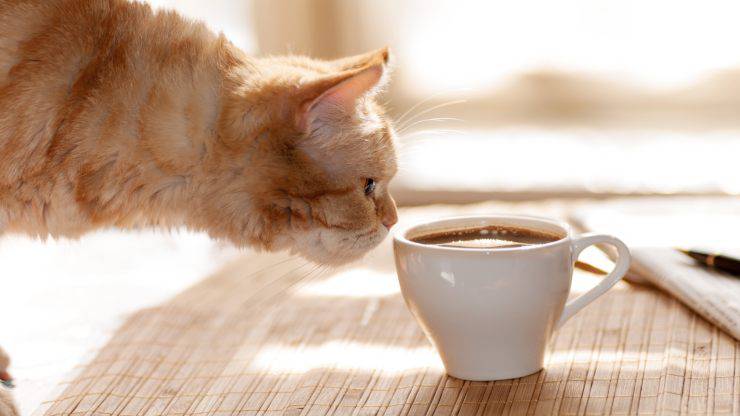 El gato bebe cafe El gato bebe cafe