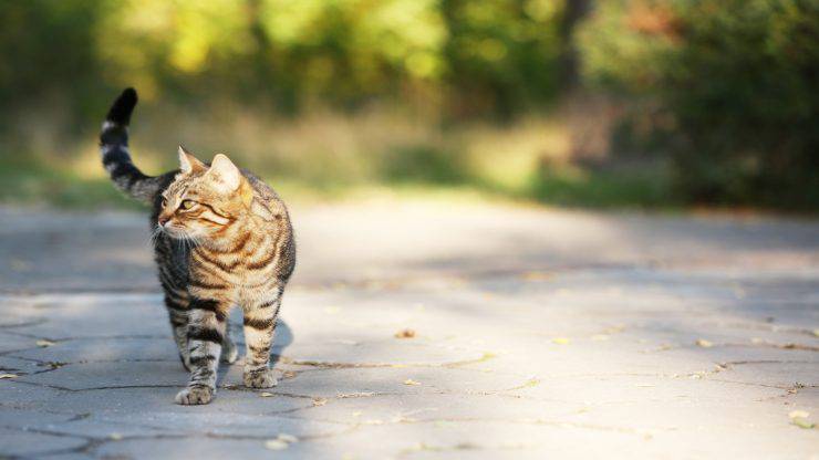 El gato debe salir o no El gato debe salir o no