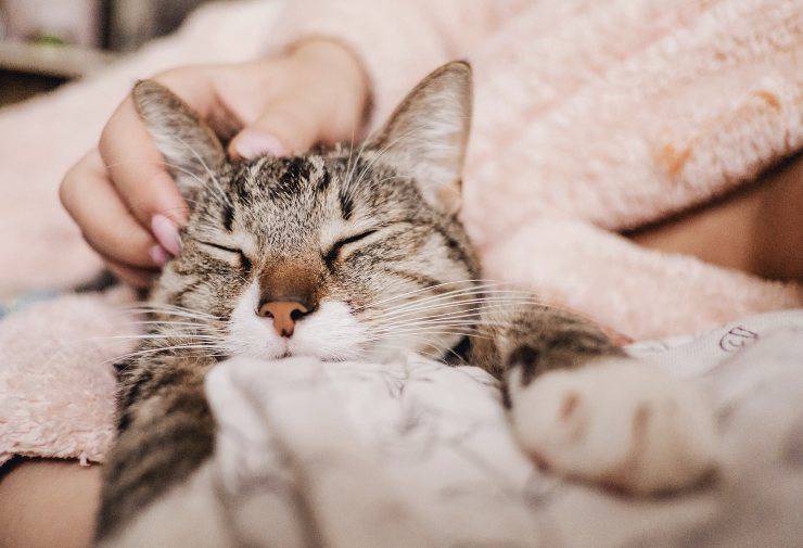 El gato duerme en el pecho del amo: todas las explicaciones - Vida con  Mascotas ▷➡️