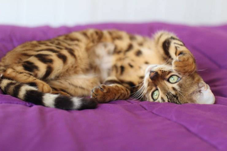Gato acostado
