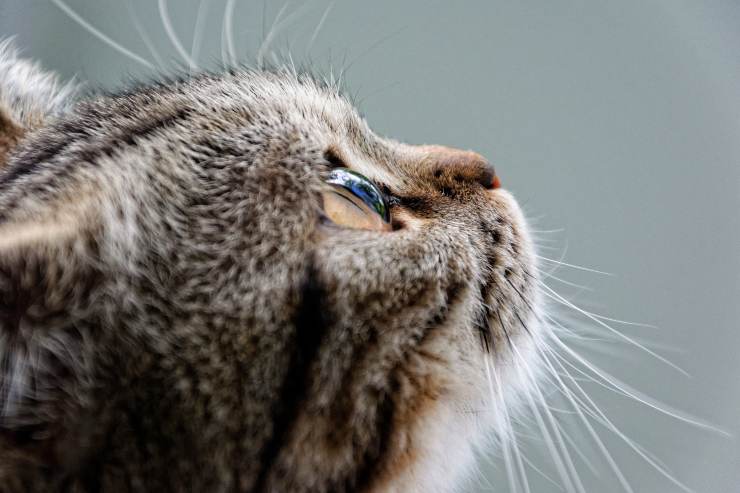 El gato llora lágrimas El gato llora lágrimas