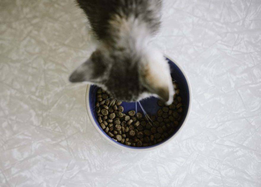 gato maúlla medio tazón lleno