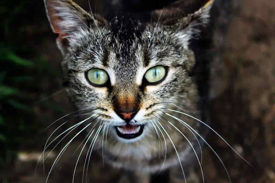 extraño gato maullando