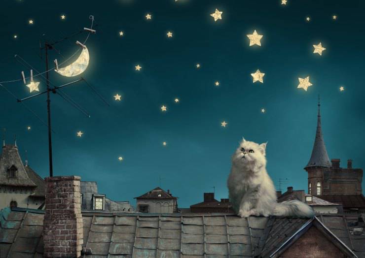 ¿Por qué el gato maúlla de noche?