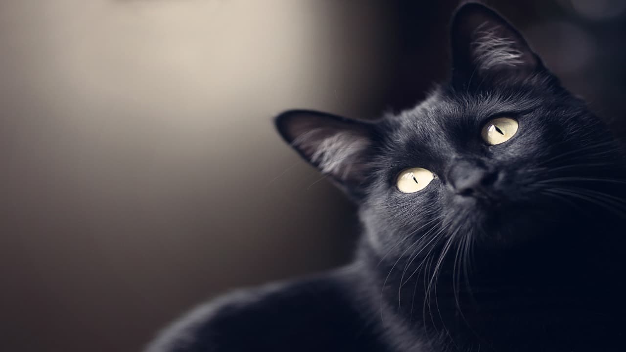 El gato negro trae buena suerte