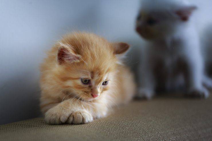 gato no quiere jugar