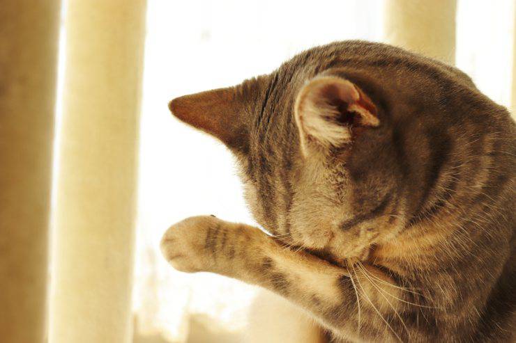 El gato orina en la ropa: por qué lo hace y cómo detenerlo - Vida con  Mascotas ▷➡️