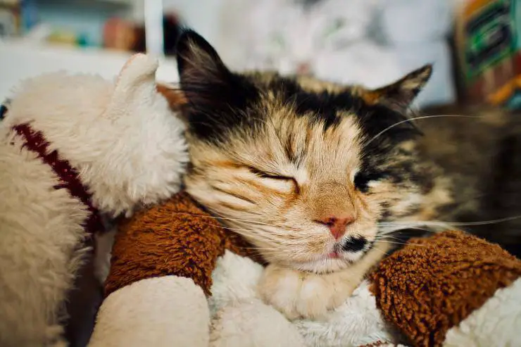 Gato descansando