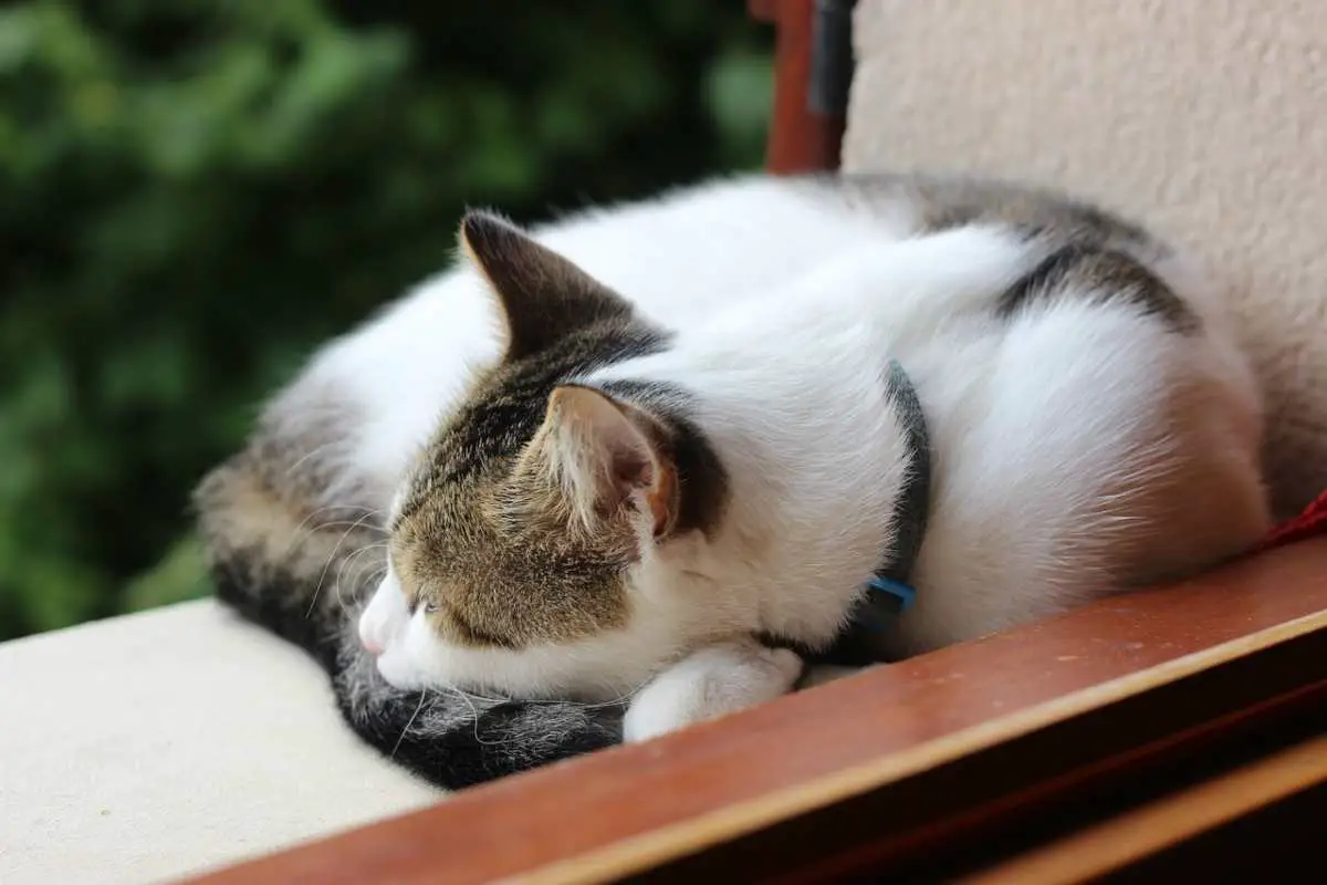 el gato recoge la cola frente a las patas (foto Pixabay)