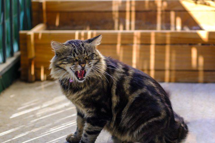 gato