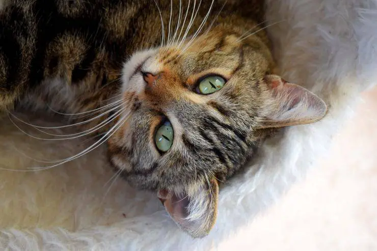 el gato se comporta de manera extraña