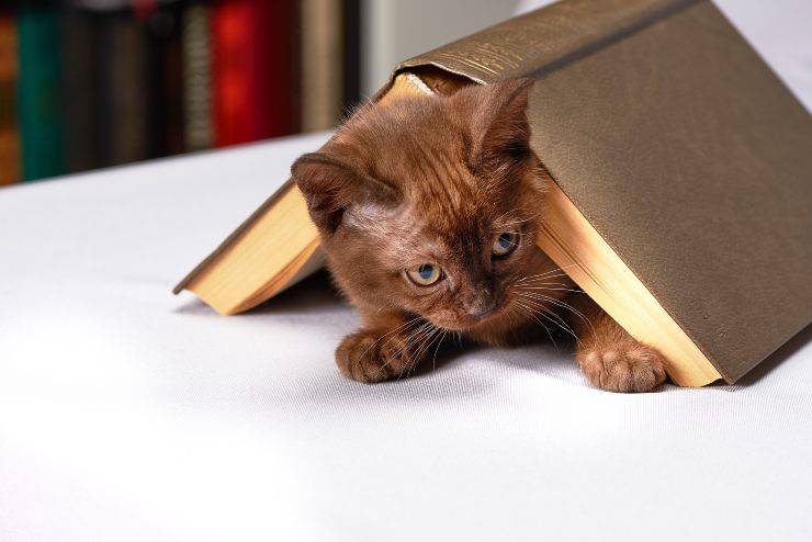 El gato se frota contra objetos El gato se frota contra objetos