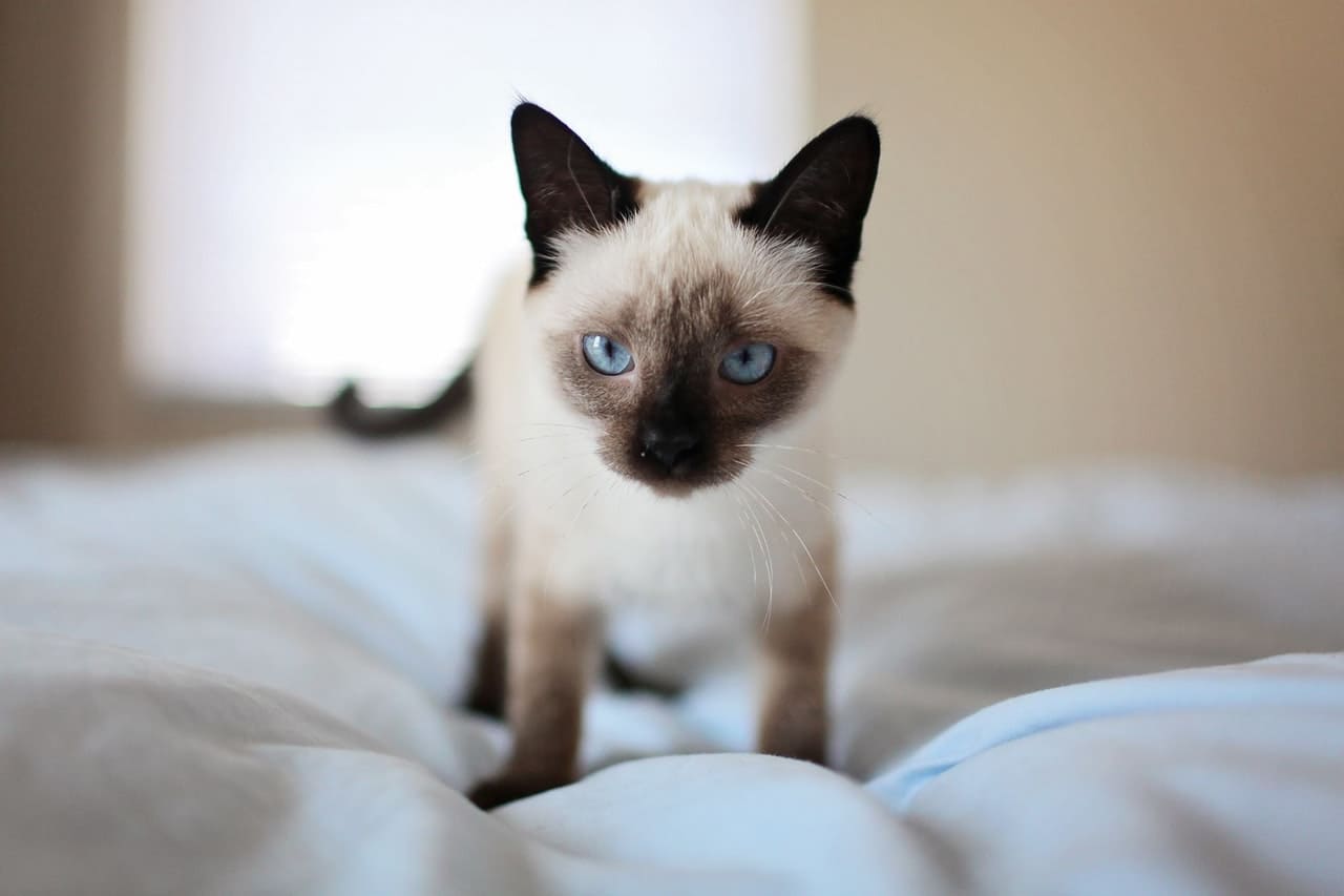 gato necesita en la cama
