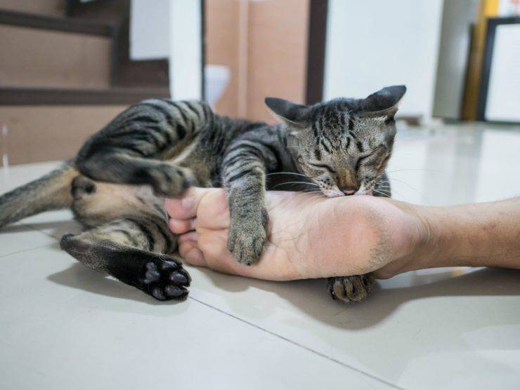 El gato muerde los pies.