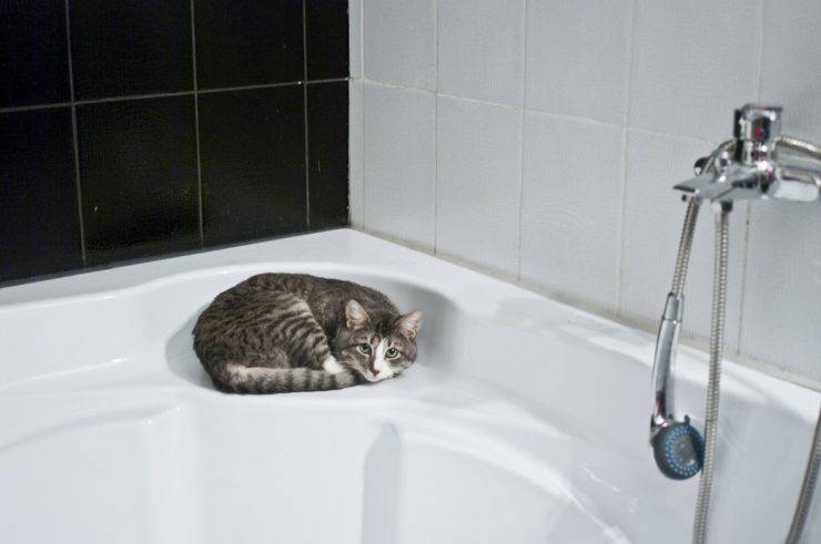 gato necesita bañera ducha