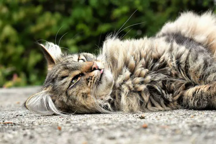 Gato de pelo largo