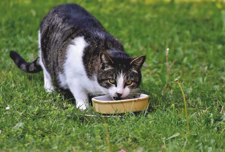 Gato y verduras