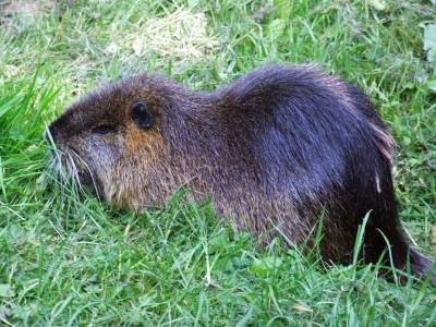 nutria