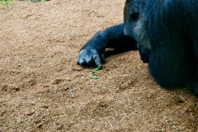 gorillalucertola