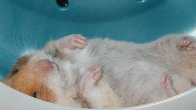 Contenido 100% original