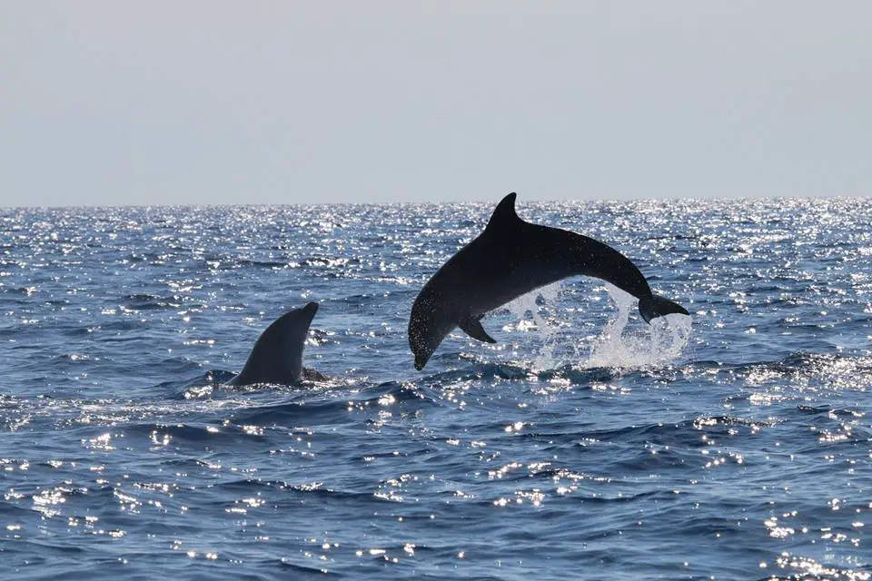 Delfines ingleses