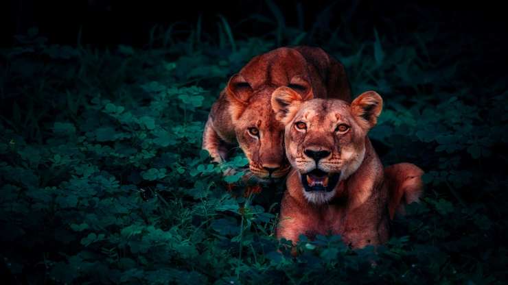 Leones en primer plano (Foto PIxabay)