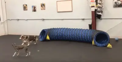 perros de juego