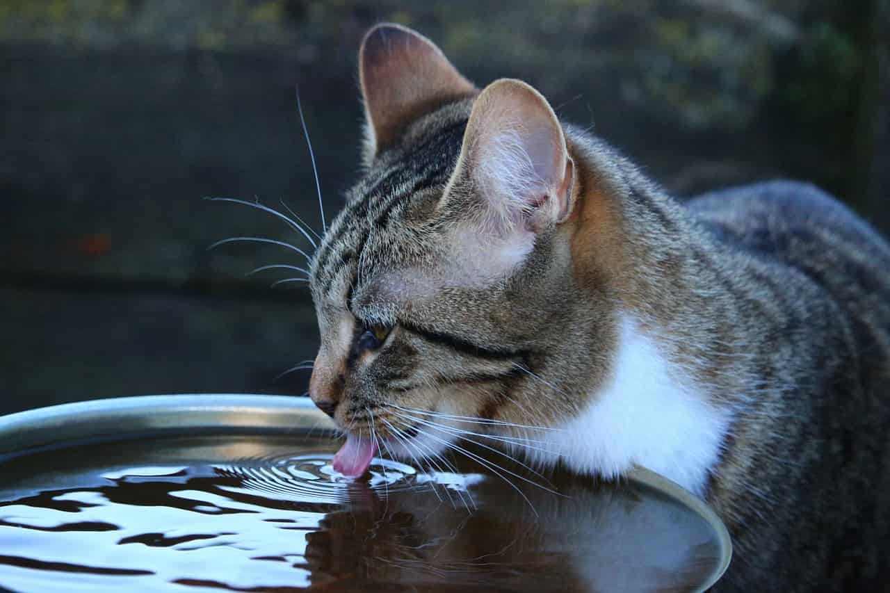 mejor cuenco de agua para gatos