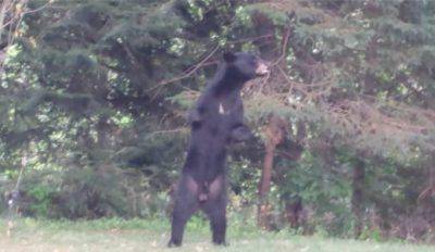 @ Facebook / Pedales el oso bípedo herido