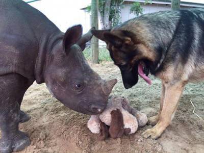 perro rinoceronte