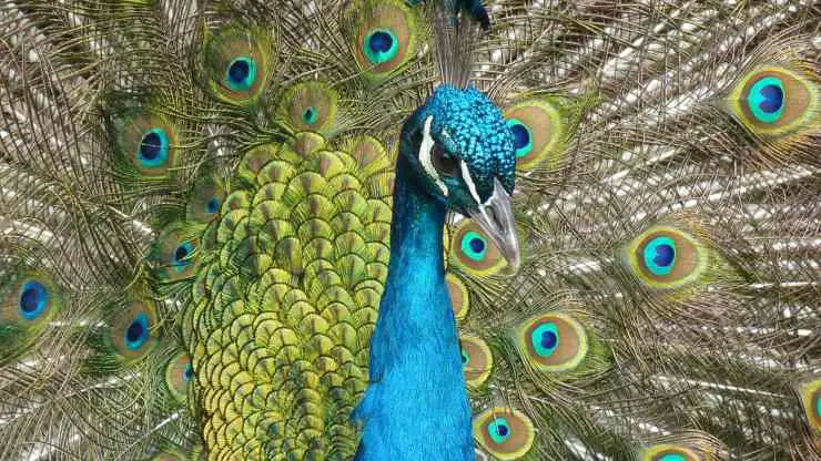 El pavo real hace la rueda