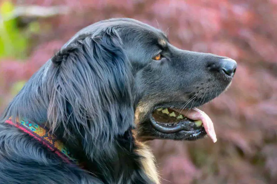 el pelo del perro cambia de color
