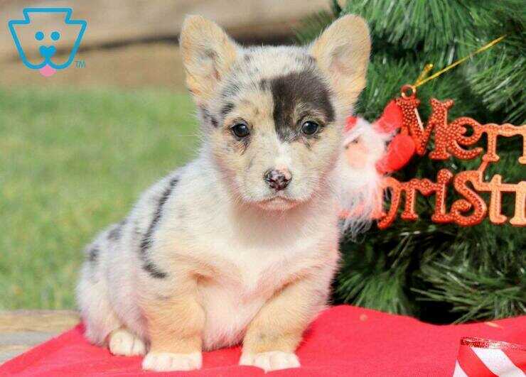 perro