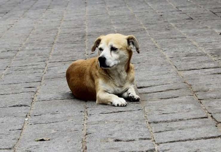 asistente de gasolinera perro callejero