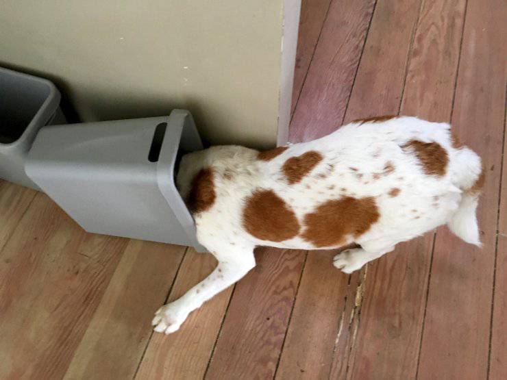 perro de basura