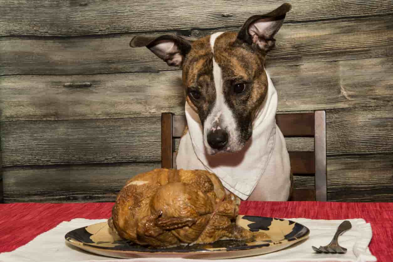 El perro comió huesos de pollo: como actuar y cuando preocuparse - Vida con  Mascotas ▷➡️