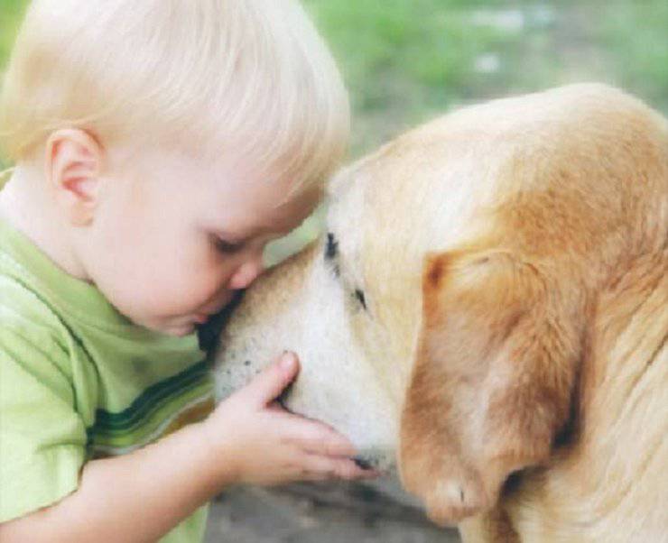 perro, amor, hombre