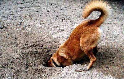 Perro escondiendo comida