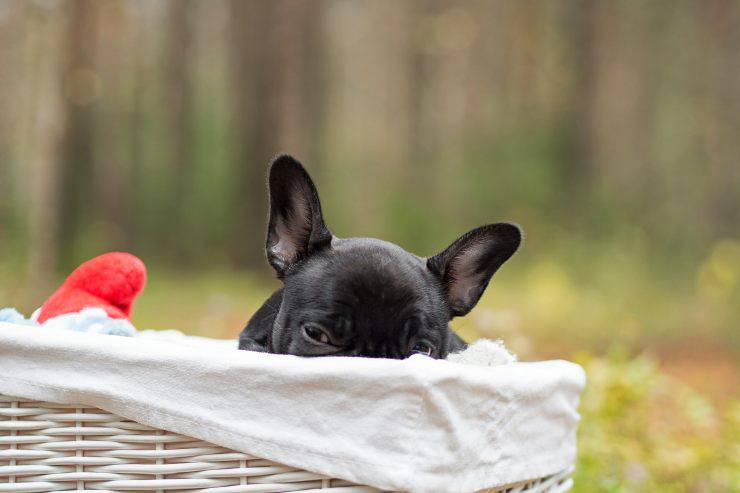 perro letárgico