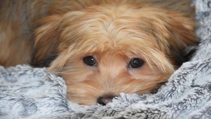 El perro hace ojos dulces El perro hace ojos dulces