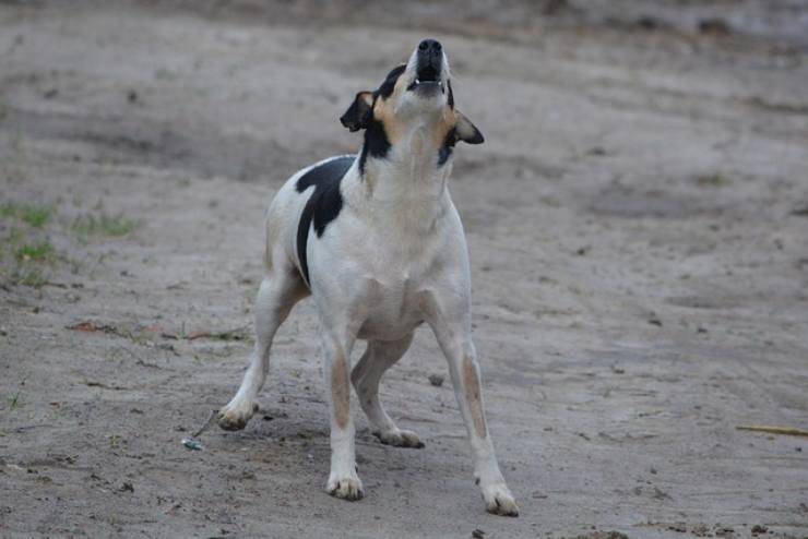 el perro ladra al vacío